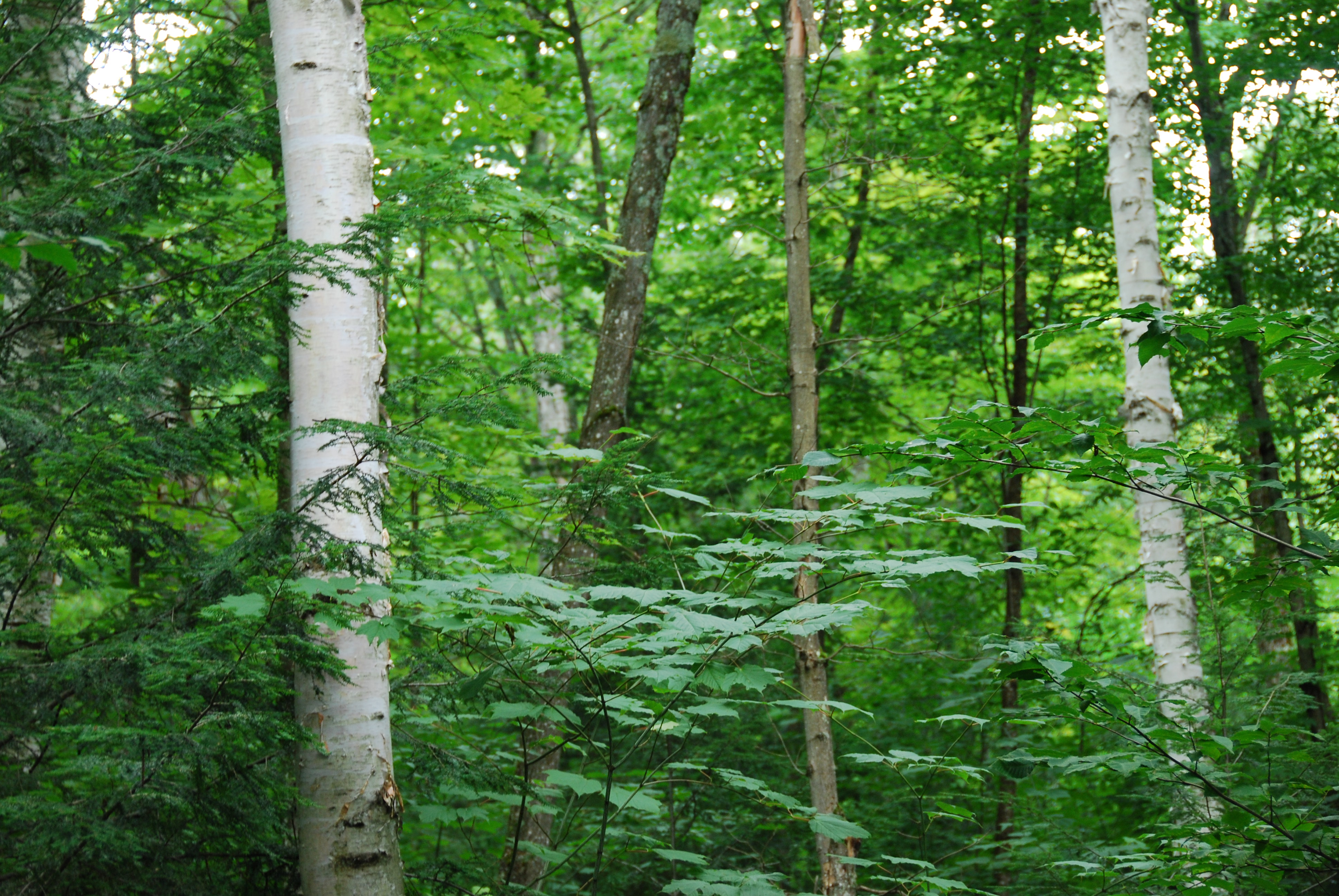 White birch forest