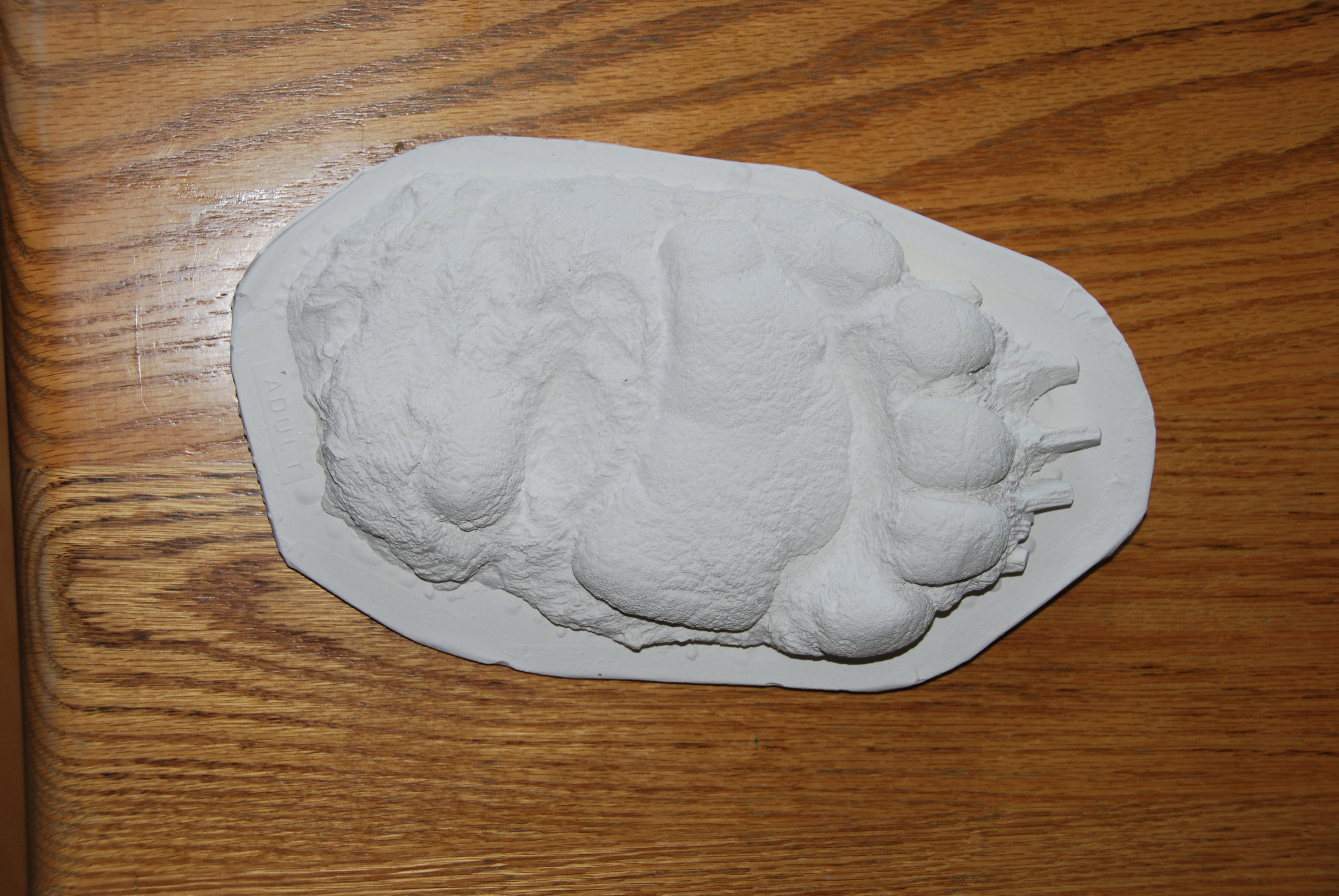 Black bear plaster cast footprint